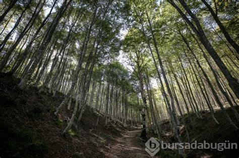 K­a­y­ı­n­ ­O­r­m­a­n­ı­ ­T­ı­r­t­ı­l­ ­İ­s­t­i­l­a­s­ı­n­d­a­n­ ­B­i­y­o­l­o­j­i­k­ ­M­ü­c­a­d­e­l­e­y­l­e­ ­K­u­r­t­a­r­ı­l­d­ı­